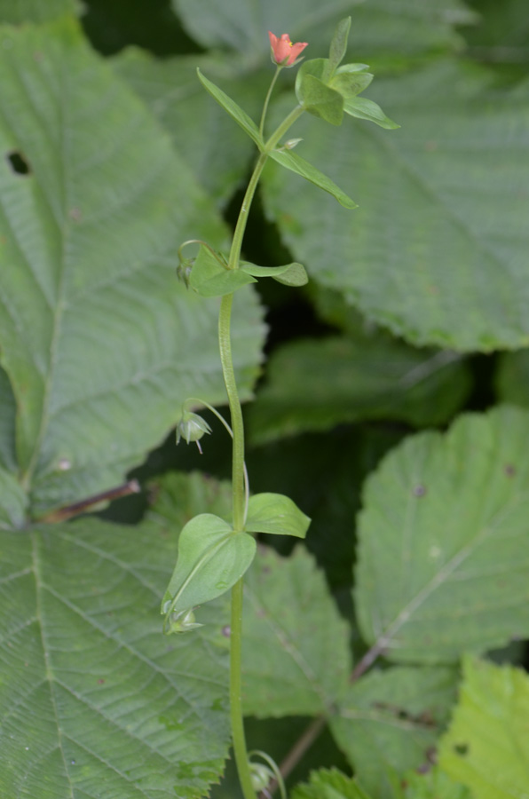Lysimachia (=Anagallis) arvensis / Mordigallina